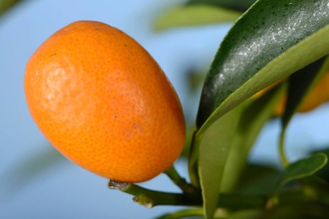 Kumquat