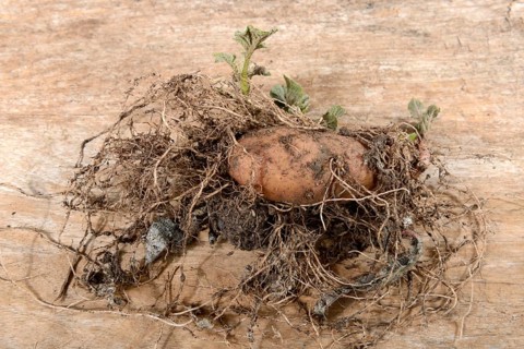 Potatoes