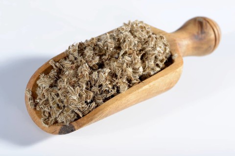 Wild carrot