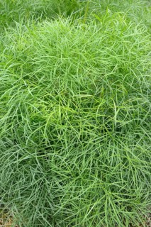 Peucedanum officinale
