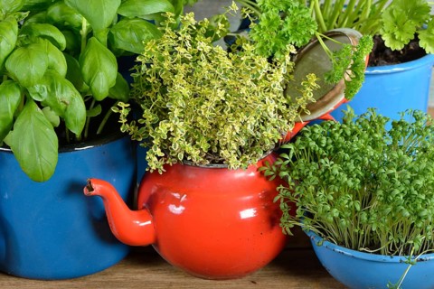 Various herbs in old bowls and cups