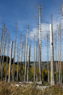 Dead trees