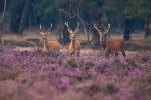 Red deer