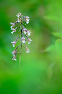 Marsh Helleborine