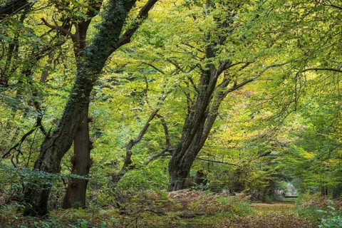 Jungle Baumweg