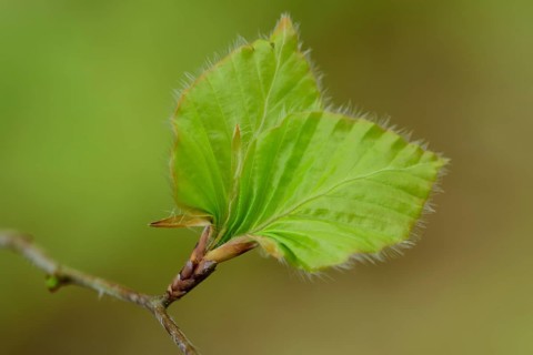Young beech leaves