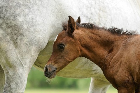 Arabian thoroughbred