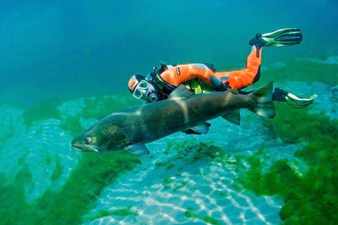 Diver with huchen