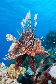 Lionfish over Coral Reef