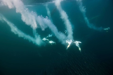 Cape Gannets