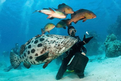 Feeding potato grouper