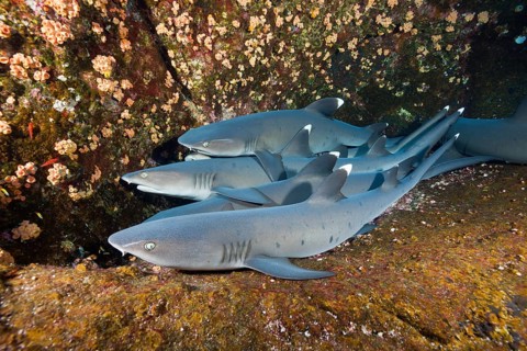 Whitetip Reef Shark