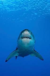 Great white shark