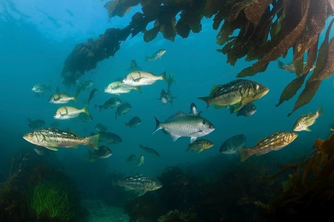 Kelp Bass