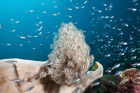 Red-spotted cardinalfishes circling feather star