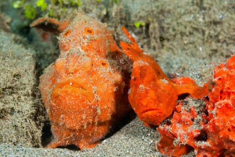 Pair of orange round-spotted frogfishes