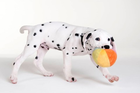 Dalmatian