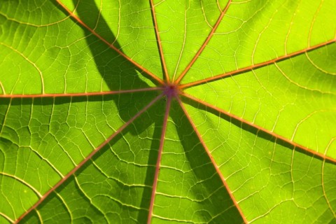 Leaf of miracle tree