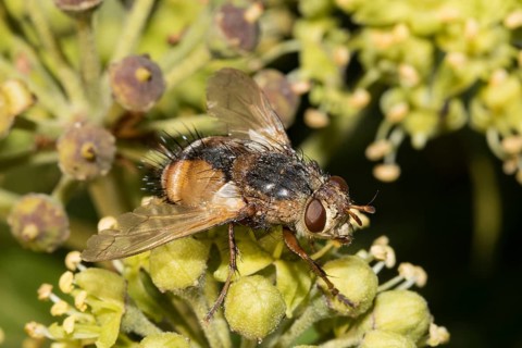 Tachina fera