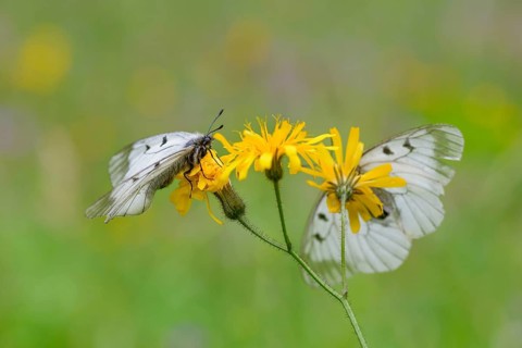Male Black Apollo