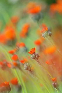 Orange-red Fox-and-cubs