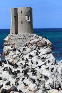 Cape Cormorant