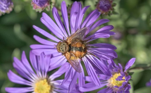 Hedgehog fly