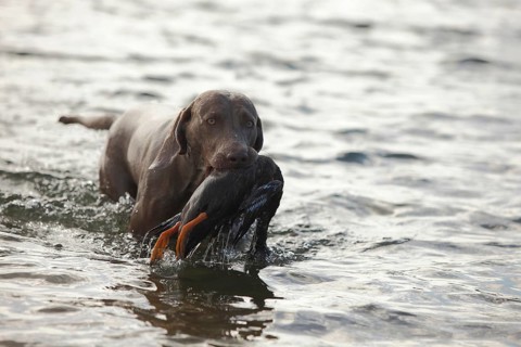 Weimaraner