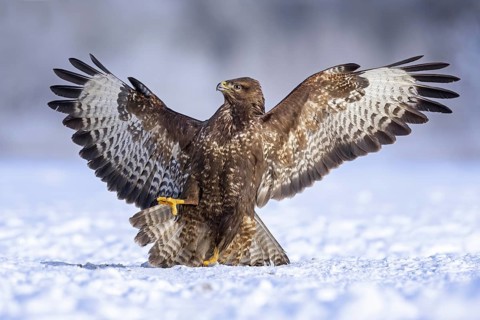 Steppe buzzard