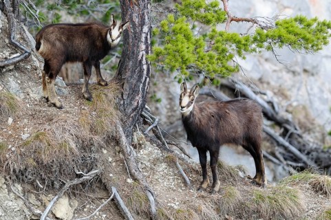 Chamois
