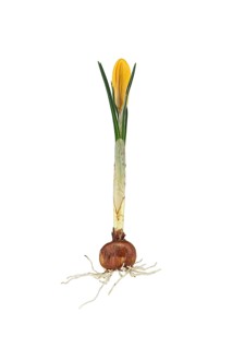 Small crocus