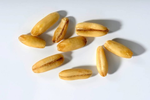 Oats
