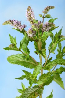 English Spearmint