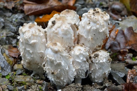 Crested Tinny
