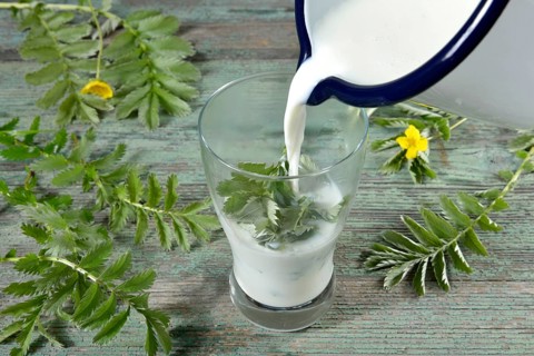 Production Goose milk