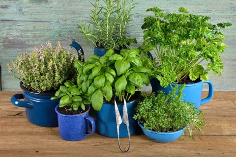 Various herbs in old bowls and cups