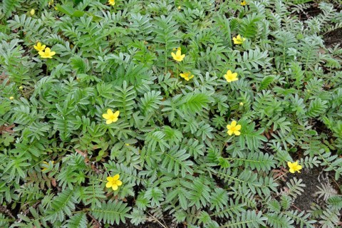 Silverweed