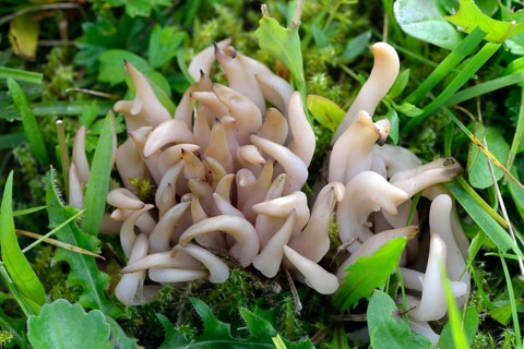 Clavaria fumosa
