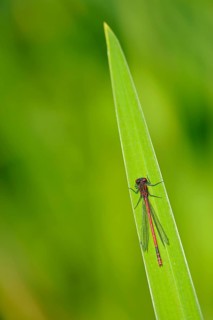 Early Adonis damselfly