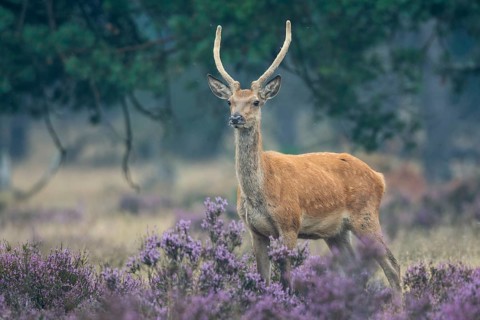 Red deer