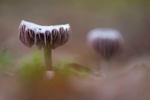 Laccaria amethystina