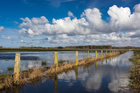 Boller Moor