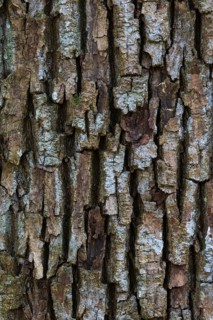 Oaksbark