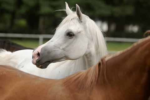 Arabian thoroughbred