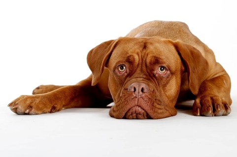 Dogue de Bordeaux