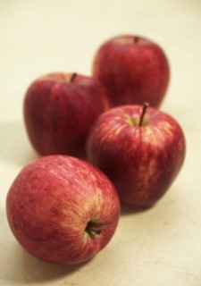 Malus domestica