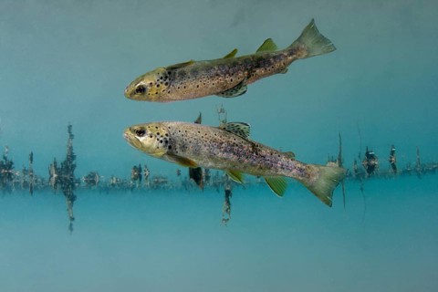 Brown Trout