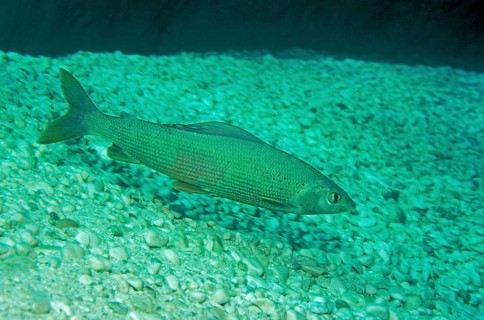 Grayling