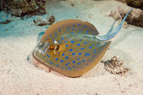 Bluespotted ribbontail ray