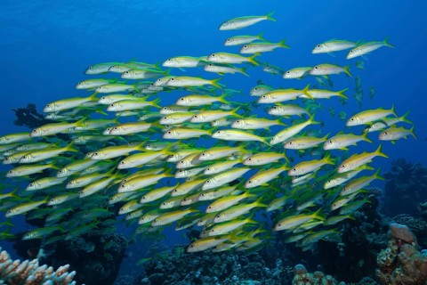 Shaol of Yellowfin Goatfish